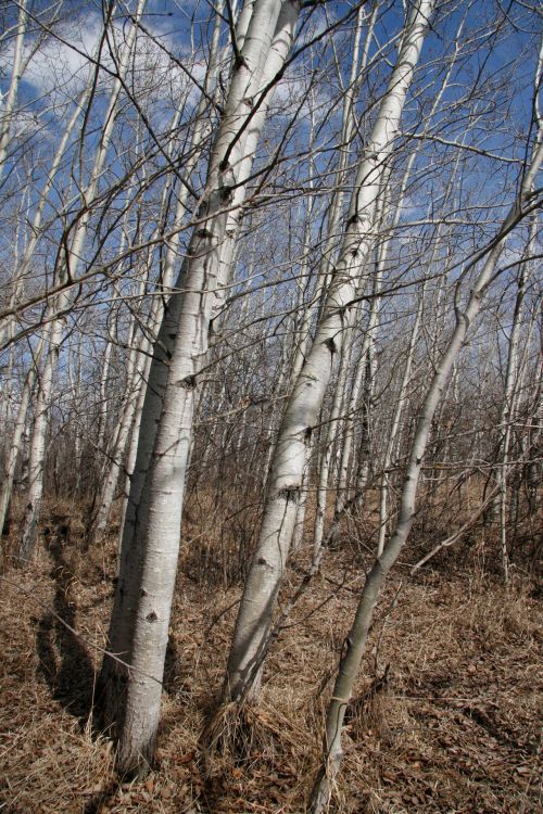 Birch Trees Forest