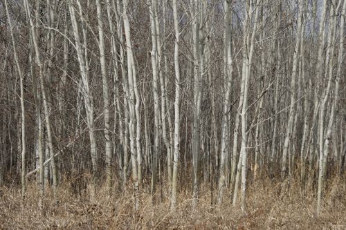 Birch Trees Forest