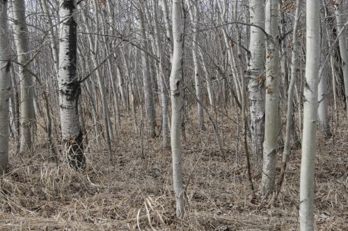 Birch Trees Forest