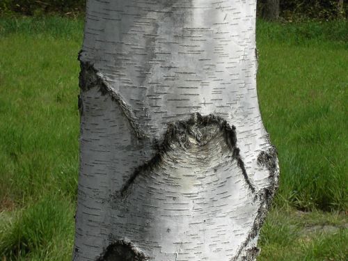 birch trunk log birch
