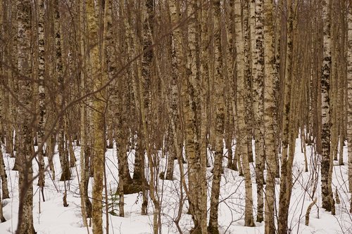 birches  forest  winter