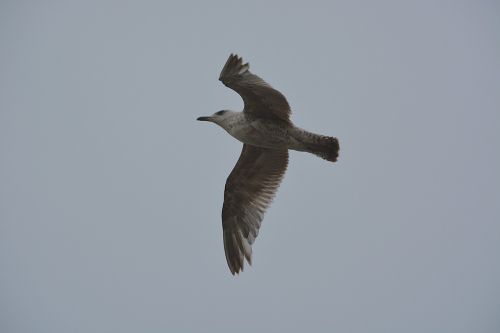 bird gull animal