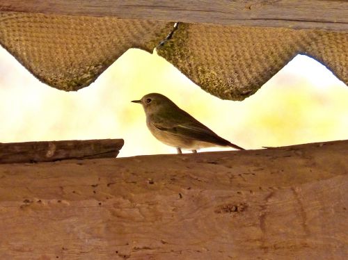 bird roof detail