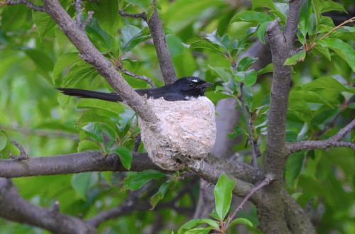 bird nest bird nest