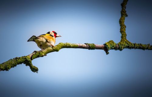 bird twig branch