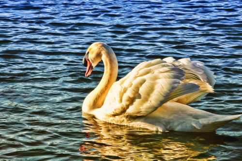 bird swan nature