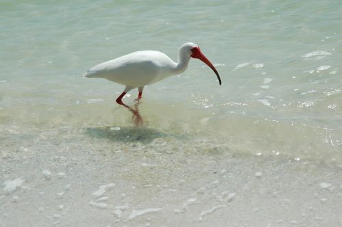 ibis bird tropical