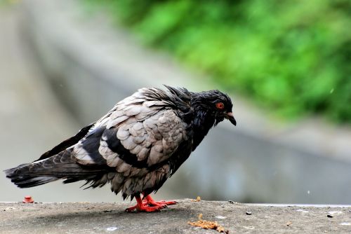 bird nature dove nature