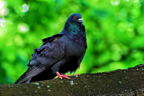 bird nature dove nature