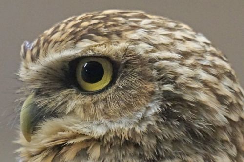 bird owl burrowing