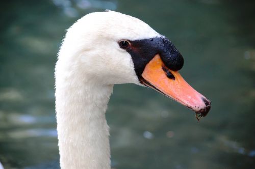 bird water swan