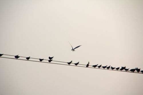 bird line birds