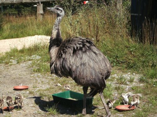 bird bouquet ostrich