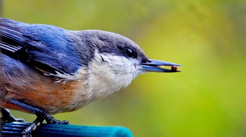 bird beak animal