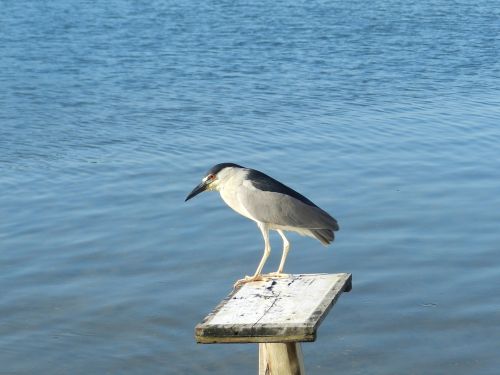 heron aquatic bird freedom