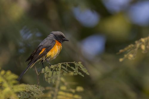 bird mysore india