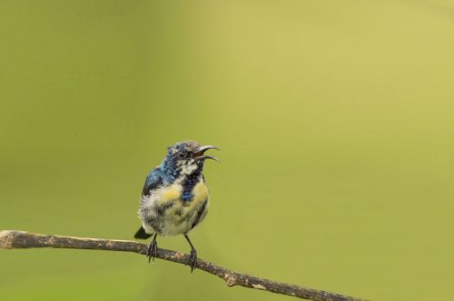 bird mysore india