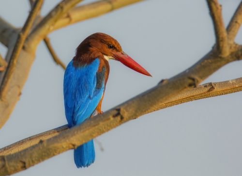 bird mysore india
