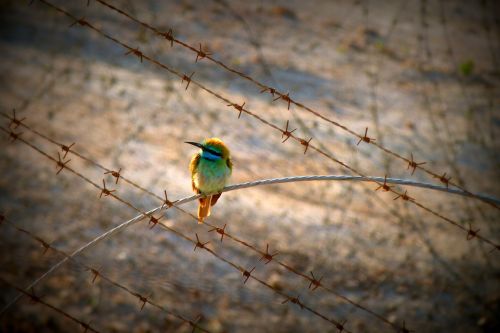 bird wildlife nature