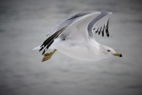 bird fly nature