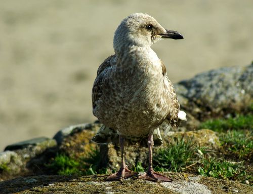 bird seagull sea ​​bird