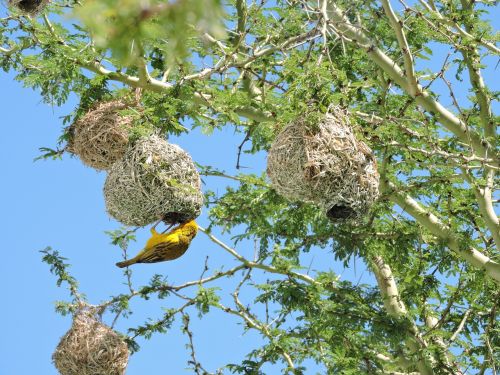 bird sparrow nest