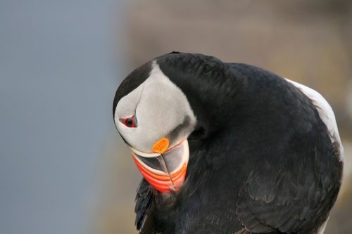 bird puffin iceland