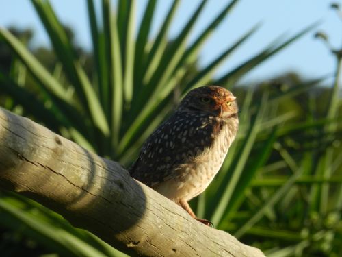 bird nature owl