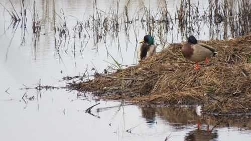 bird duck nature