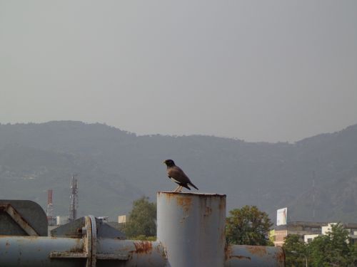 bird black bird crow