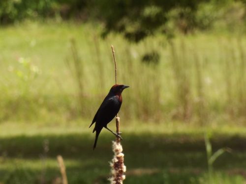 bird nature fauna