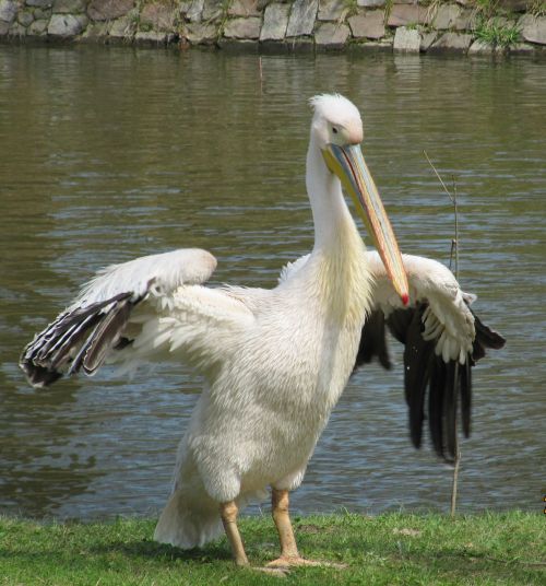 bird nature water bird