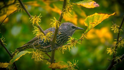 bird yellow spring