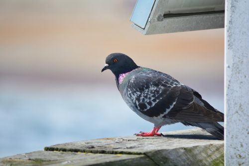 bird pier sea