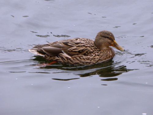 bird water water bird