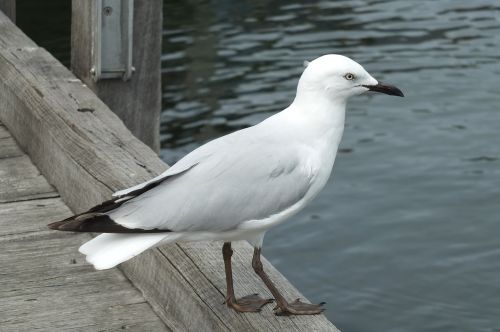 bird seagull animal