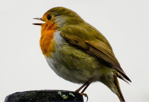 bird robin songbird