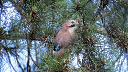 ptica bird nature