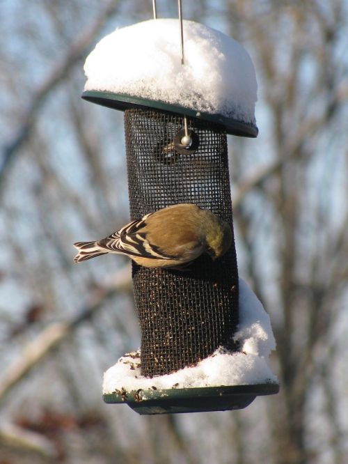 bird goldfinch gold
