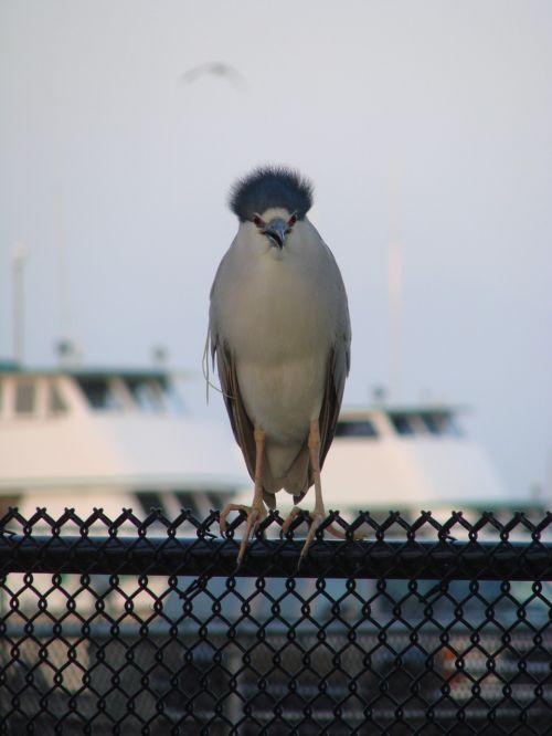 bird south exotic bird