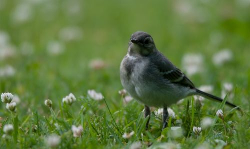 bird small nature