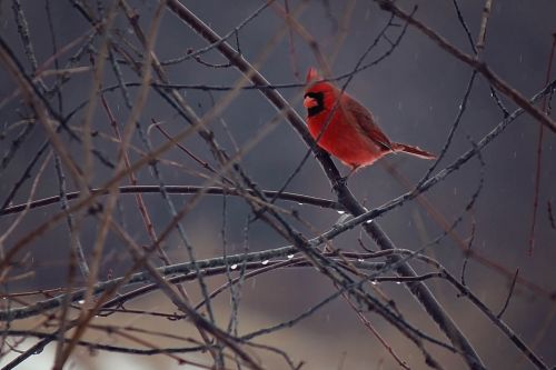 bird cardinal winter