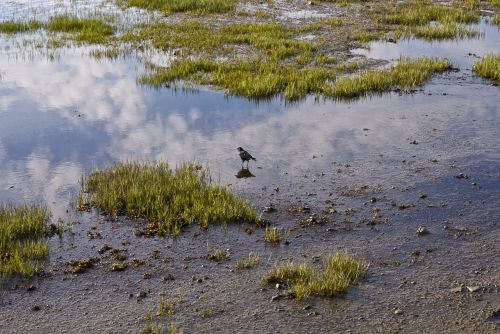 bird nature landscape