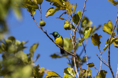 bird sun bird wild