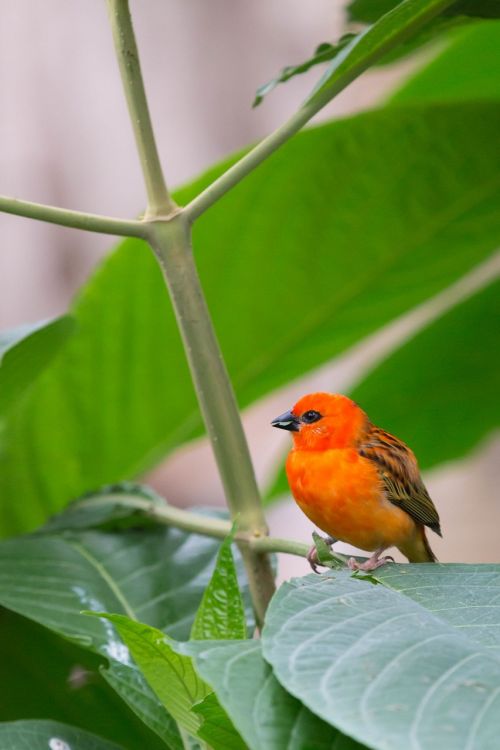 bird color plumage