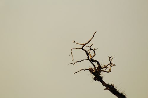 branch dead tree nature