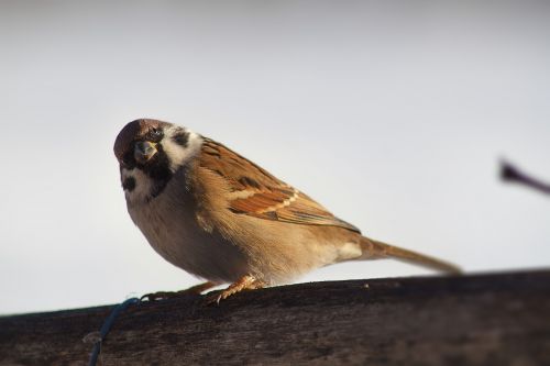 sparrow bird closeup