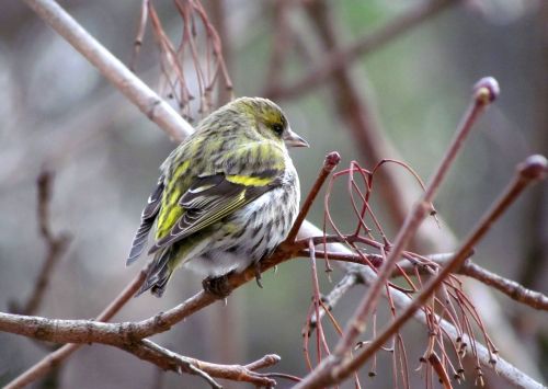 bird passerine eurasian siskin