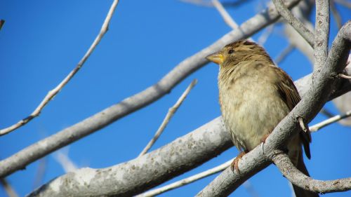 sparrow bird nature