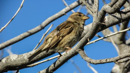 sparrow bird nature